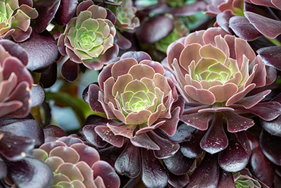 Aeonium - plante grasse